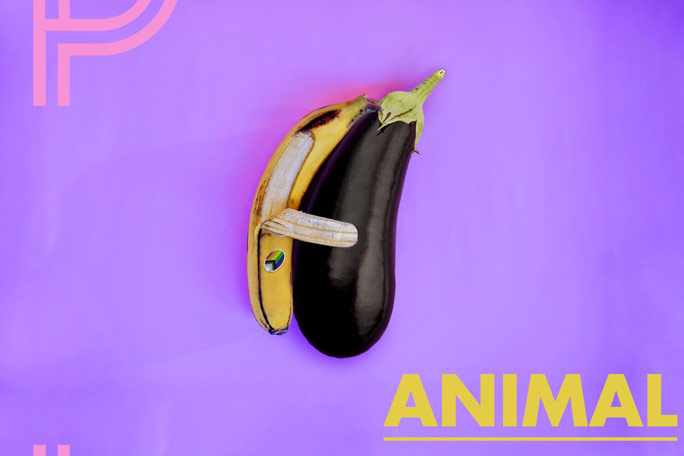 ANIMAL Header Image